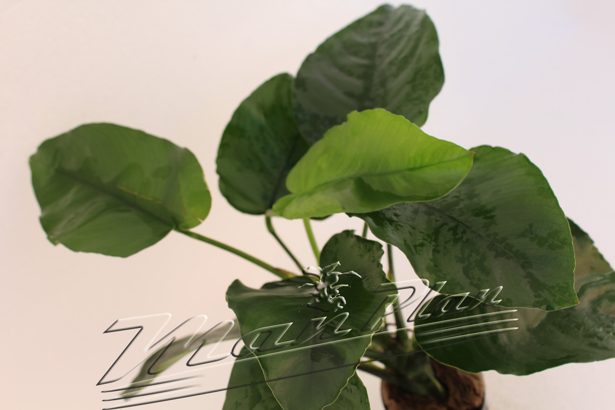 Anubias barteri - Imagen 6
