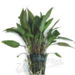 Cryptocorynes becktii
