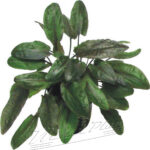 Cryptocorynes tropica