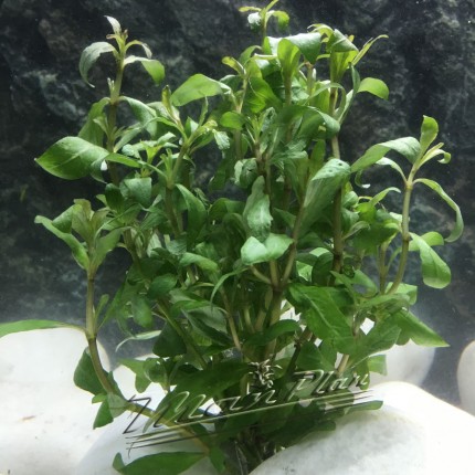 hygrophila polysperma ManPlan