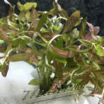 hygrophila polysperma rosanervis detalle ManPlan