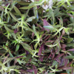limnophilla hipuroides ManPlan