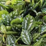 pilea hojas ManPlan
