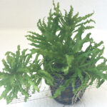 Pogostemon helferii
