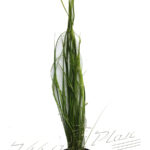 Vallisneria nana