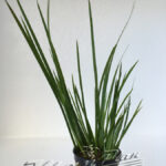 Acorus pusillus tiesto ManPlan
