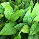 Anubias heterophilla