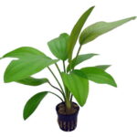 Echinodorus rose