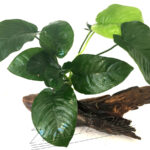 Anubias en tronco de Mopani