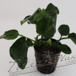 Anubias nana "single"