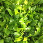 anubias oro 093 ManPlan