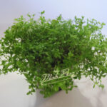 micrantenum_umbrosum