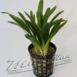 sagitaria ManPlan