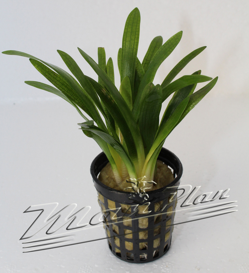 sagitaria ManPlan