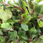 Alternanthera versicolor ManPlan