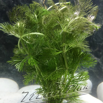 Ambulia (limnophila sessiliflora) ManPlan