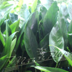 Anubias lanceolata