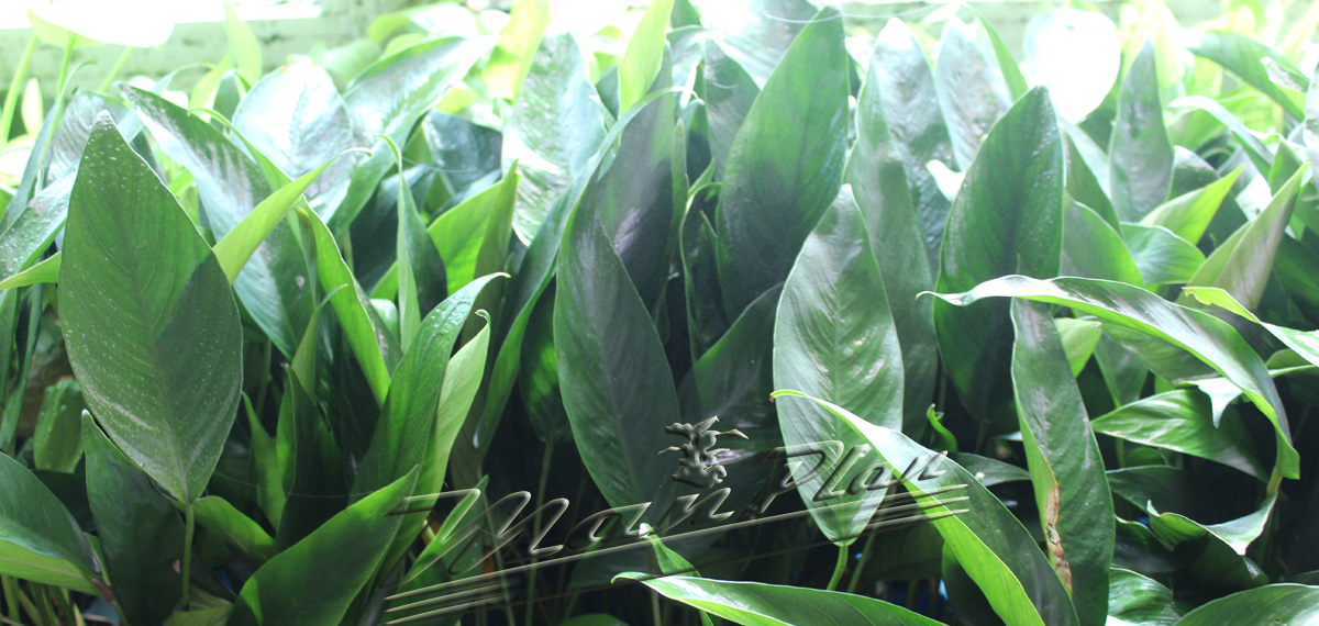 Anubias lanceolata