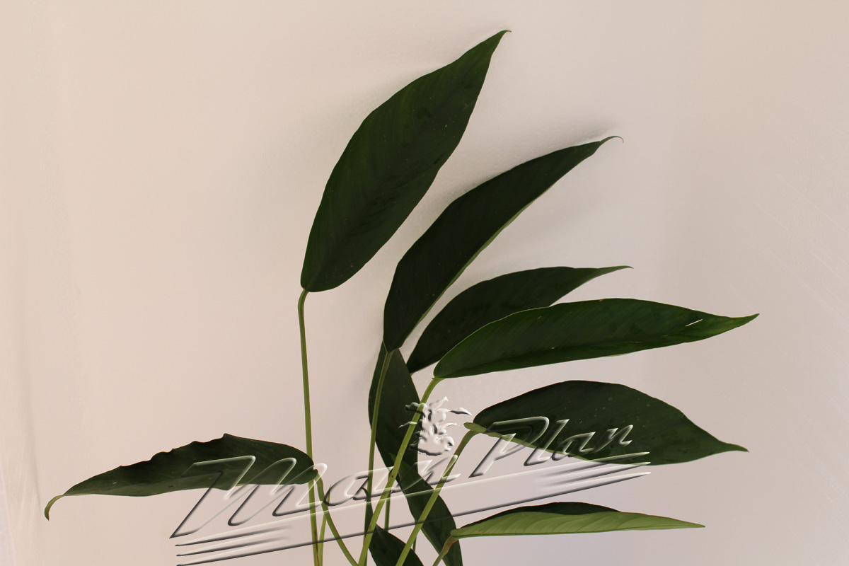 Anubias lanceolata - Imagen 2