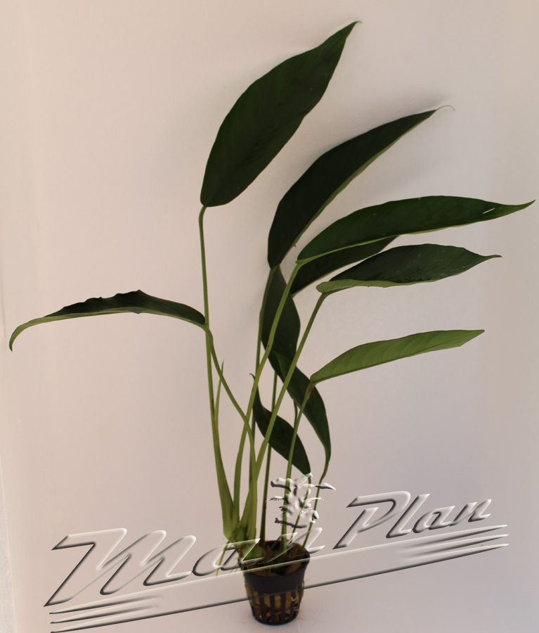 Anubias lanceolata - Imagen 3