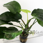 Anubias barteri especial 108 ManPlan