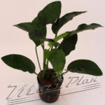 Anubias barteri var. Barteri