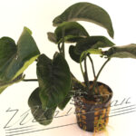 Anubias "Butterfly" XXL