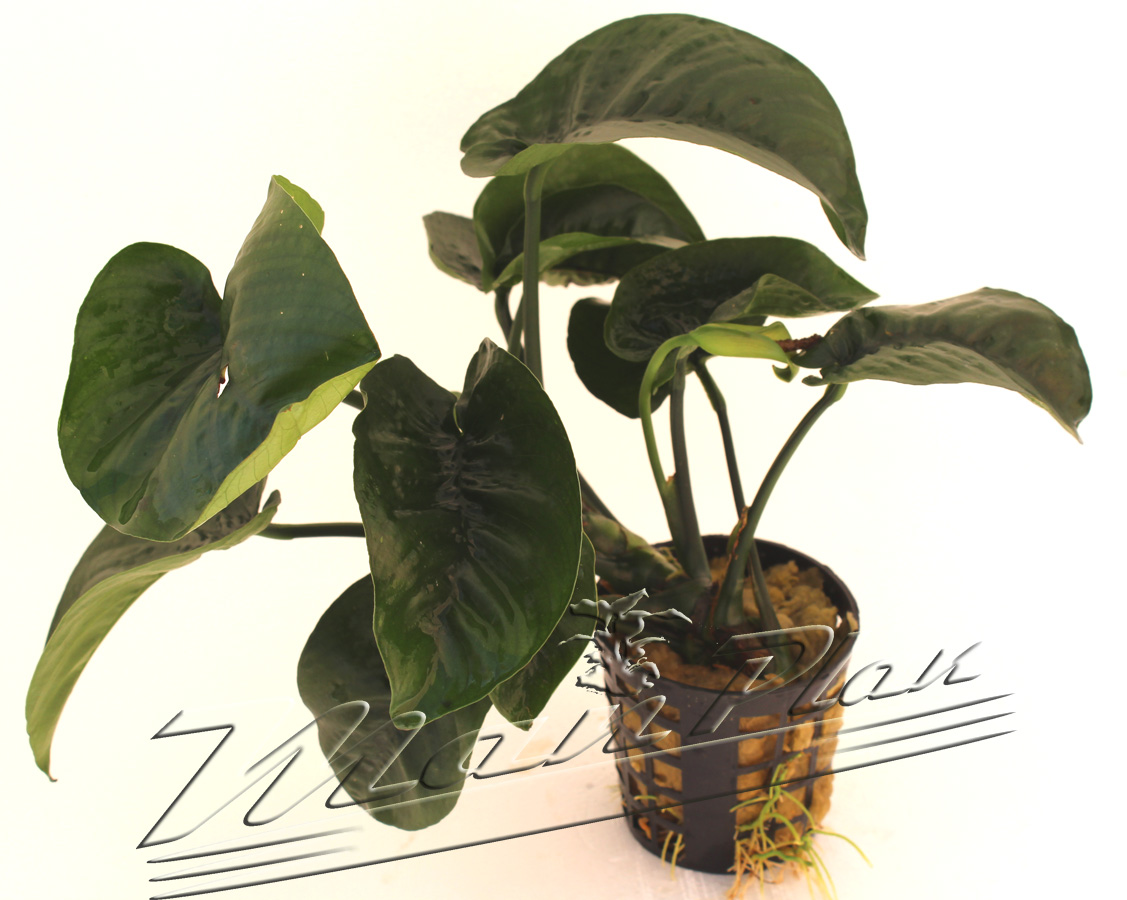 Anubias "Butterfly" XXL
