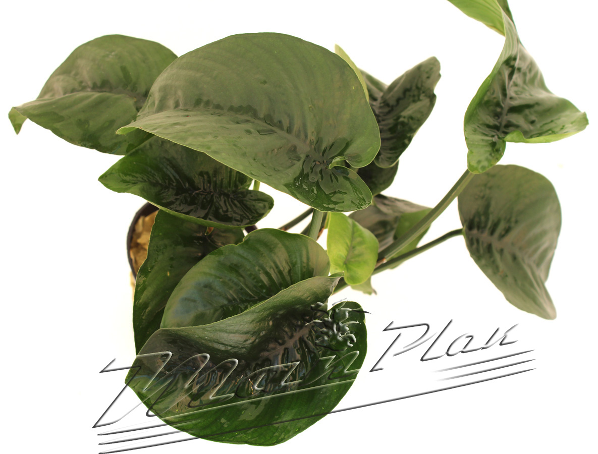 Anubias "Butterfly" XXL - Imagen 3
