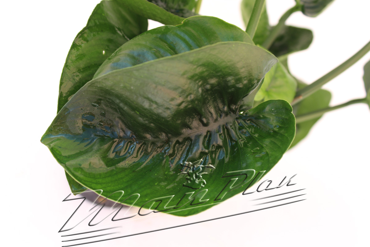 Anubias "Butterfly" XXL - Imagen 4