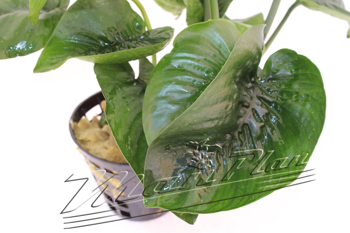Anubias "Butterfly" XXL - Imagen 2