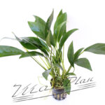 Anubias congensis