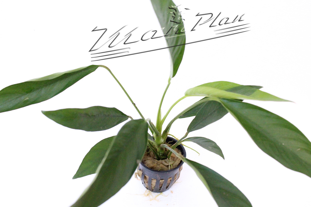Anubias lanceolata - Imagen 5