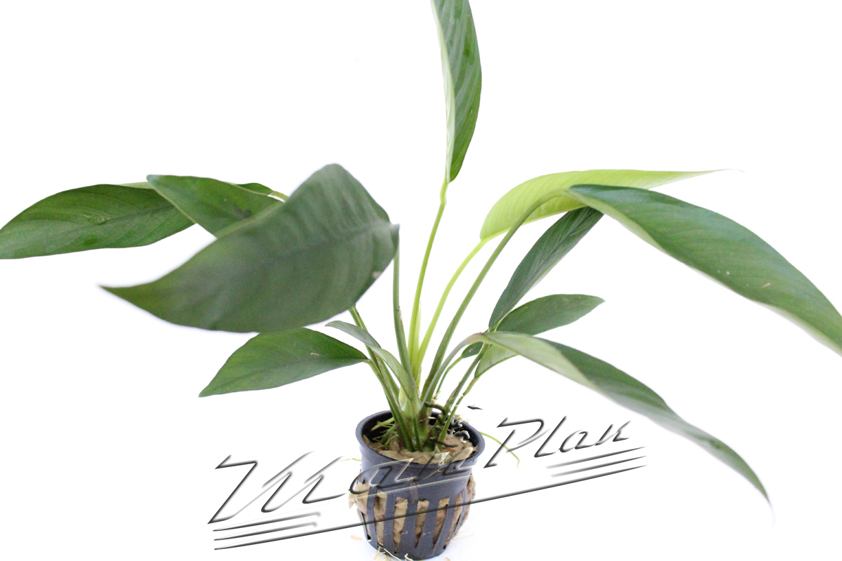 Anubias lanceolata - Imagen 4