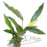 Anubias minima (sinon. Odorota)