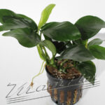 Anubias nana