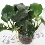Anubias nana "HARDY"