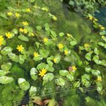 Pack Plantas Oxigenantes