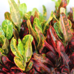 Crotton ManPlan