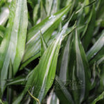 Dracena VICTORY