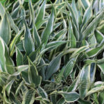 Dracena sanderiana ManPlan