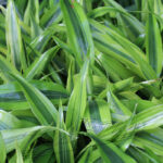Dracena variegatus ManPlan