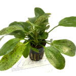 Echinodorus sp. "Ozelote"