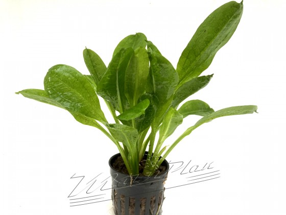 Echinodorus parviflora (3) ManPlan
