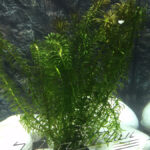 Elodea Najas ManPlan