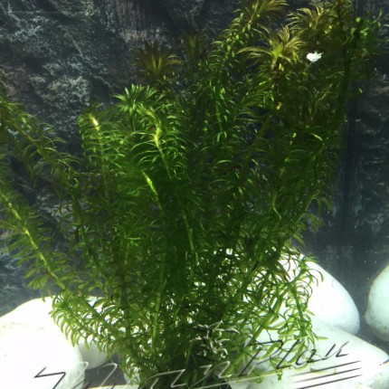 Elodea Najas ManPlan