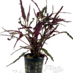 Hemigraphis repanda
