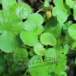 Hydrocotile leucocephala ManPlan