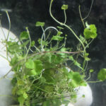 Hydrocotyle verticilata ManPlan