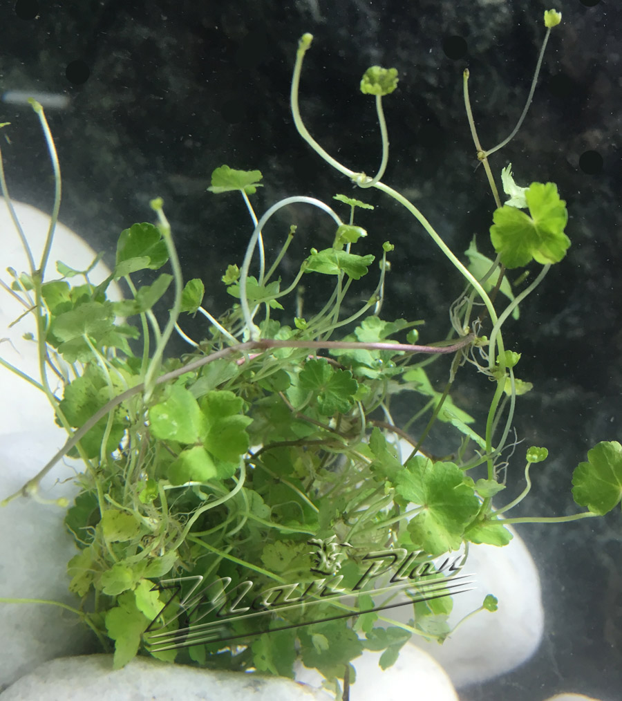 Hydrocotyle verticilata ManPlan